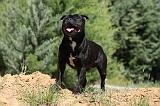 STAFFIE 394